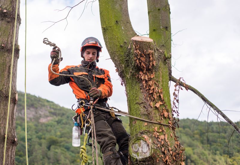 Tree Trimming Service