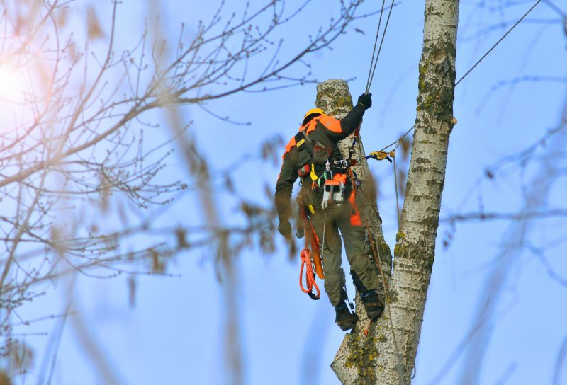 Tree Trimming Service
