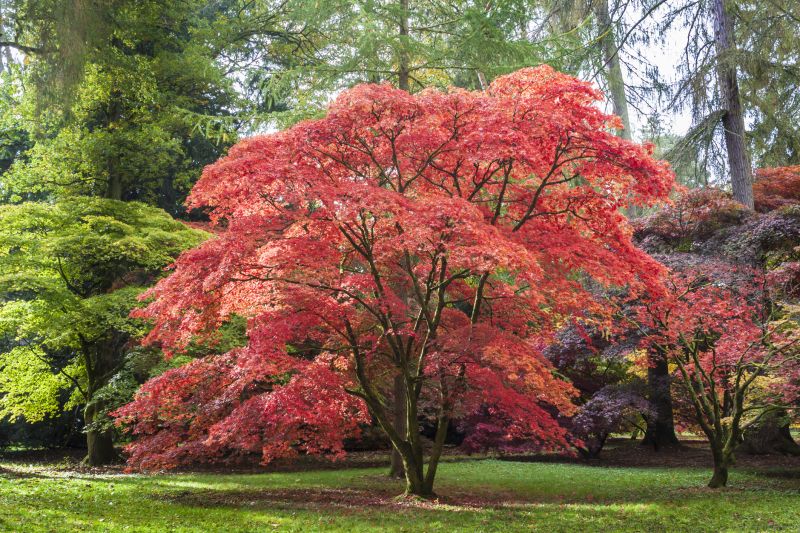 Japanese Maple Pruning in Pottstown, PA