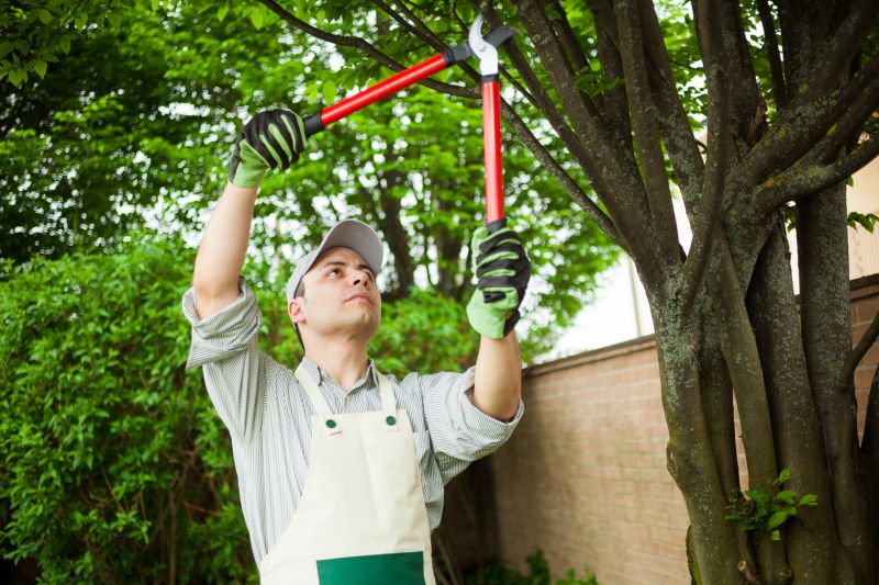 Local Orange Tree Pruning pros at work