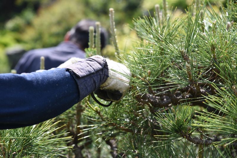 Pear Tree Pruning in Pottstown, PA