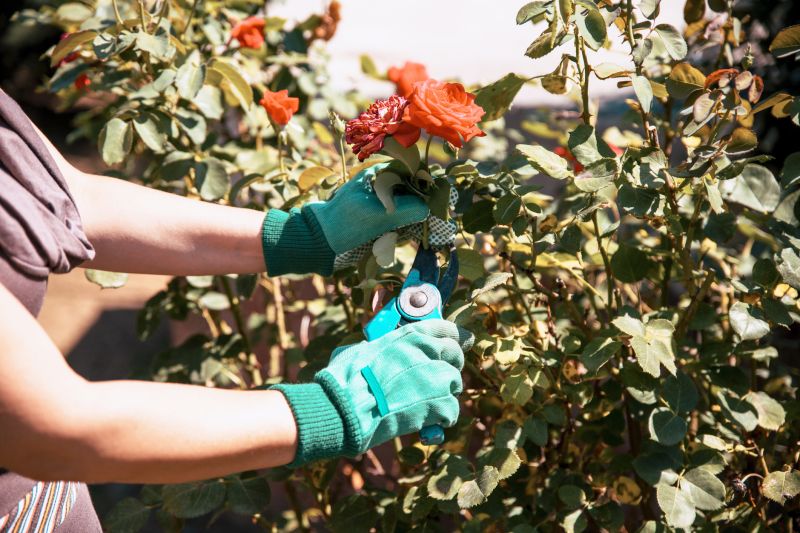 Rose Bush Pruning in Aiken, SC