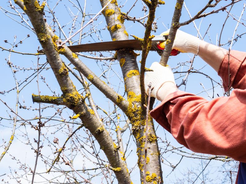 Tree Limbs Removal in Reno, NV