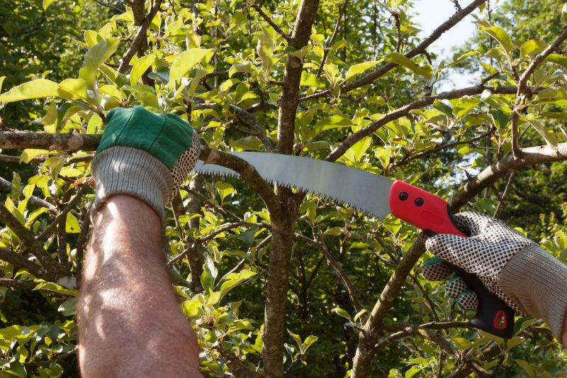 Apple Tree Pruning in Allentown, PA