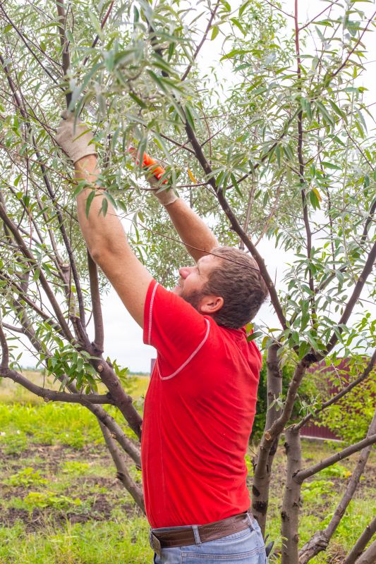 Apple Tree Pruning in Aiken, SC