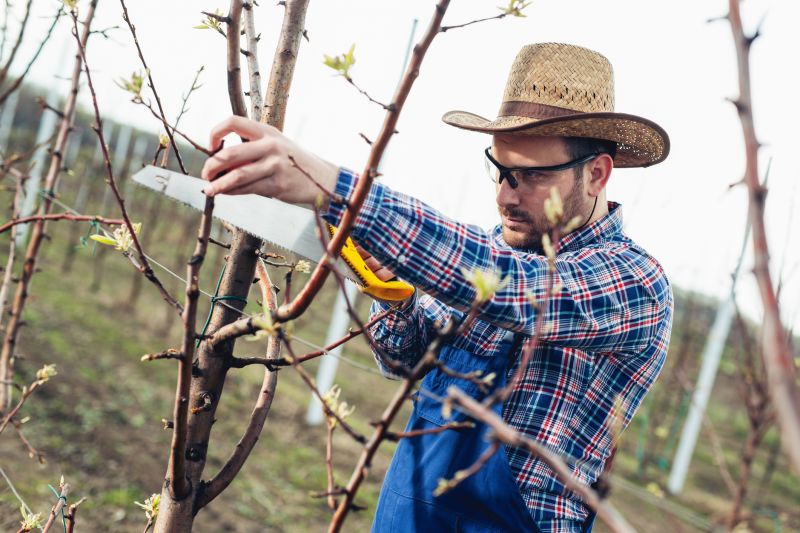 Apple Tree Pruning in Pottstown, PA