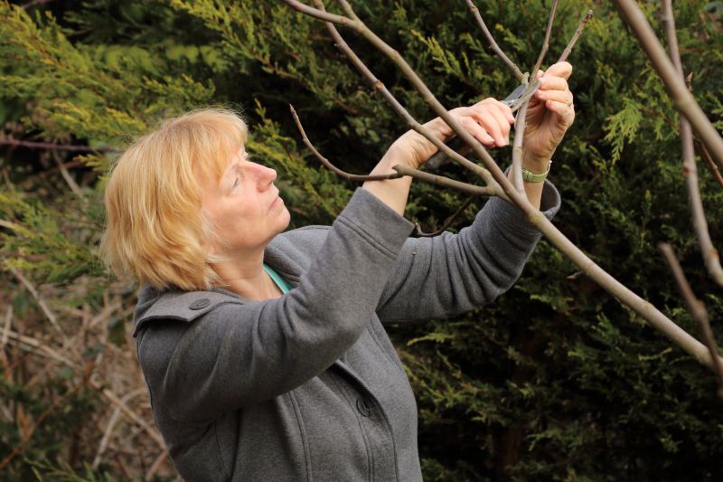 Apple Tree Pruning in San Jose, CA