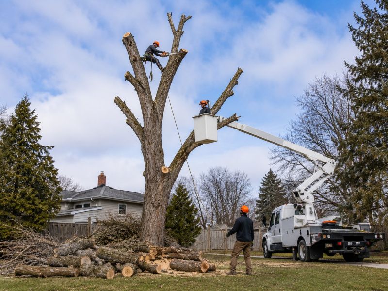 Apple Tree Removal in Aiken, SC