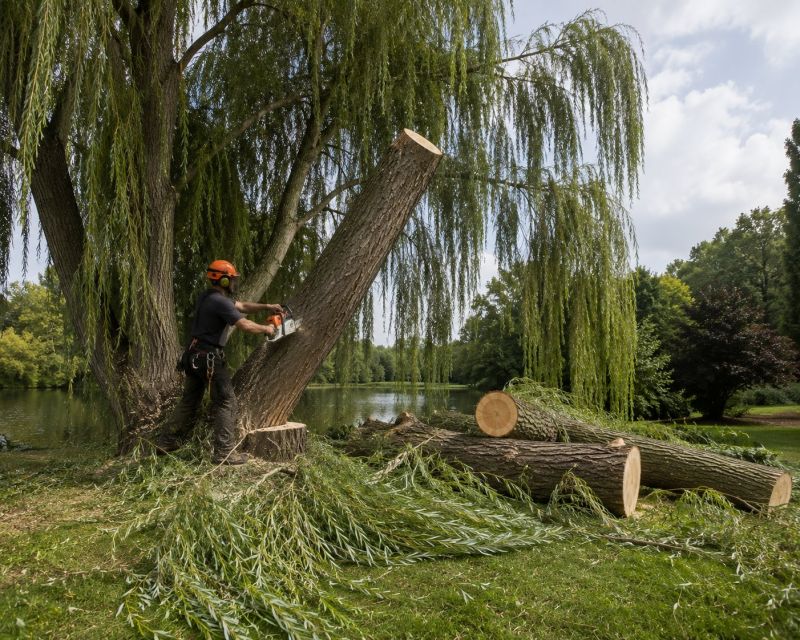 Apple Tree Removal in Doylestown, PA