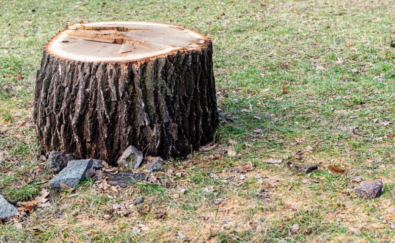 Bamboo Stump Removal in Calvert County, MD