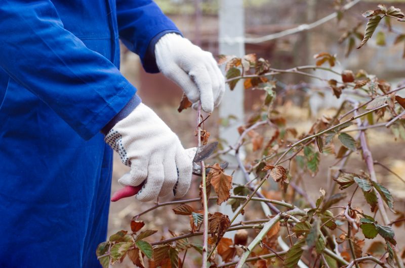 Blackberry Bush Removal in Aiken, SC