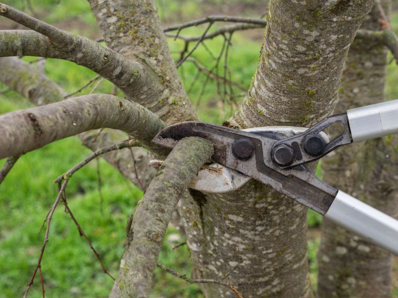 Branches Pruning in Allentown, PA