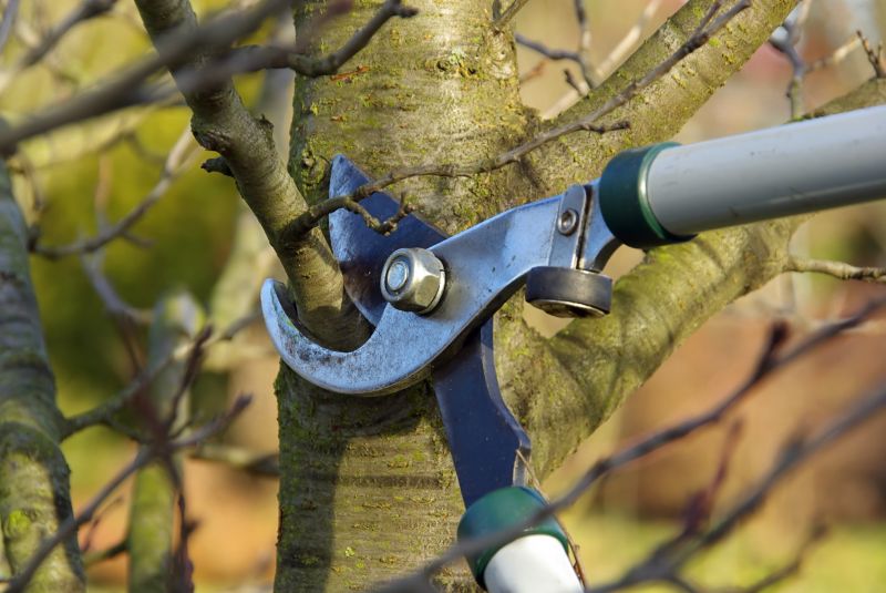 Branches Pruning in Doylestown, PA