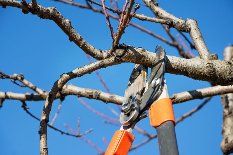 Branches Pruning in San Jose, CA