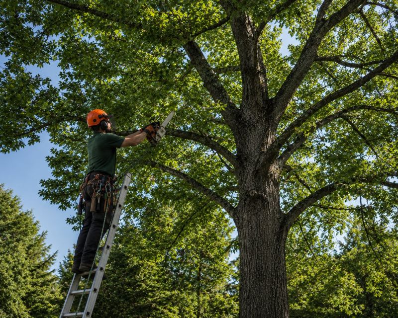 Canopy Pruning in Pottstown, PA