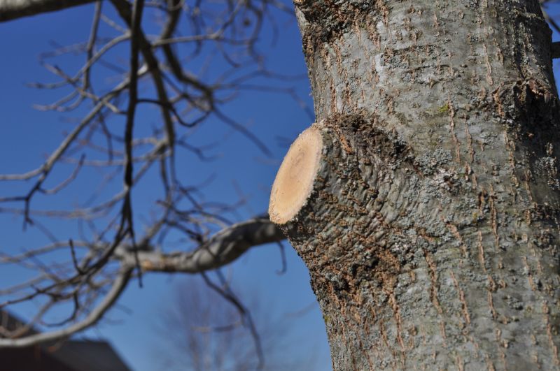 Cedar Tree Pruning in Reno, NV