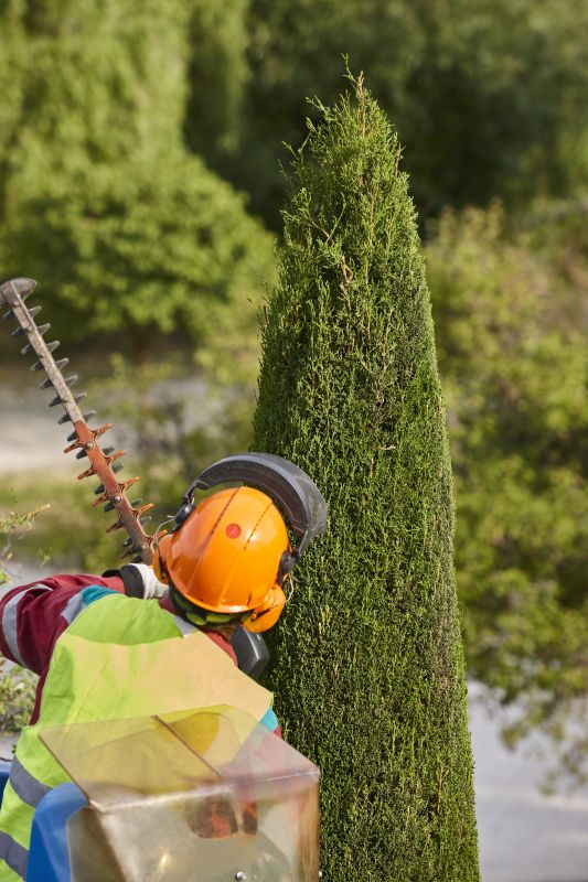 Cedar Tree Trimming in Allentown, PA