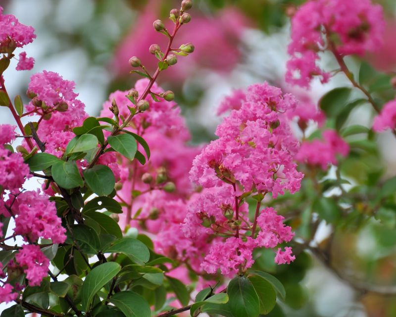 Crape Myrtle Pruning in Aiken, SC