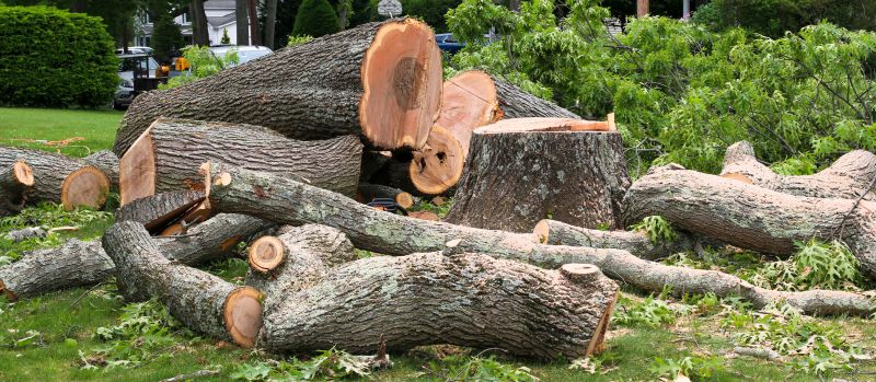 Dead Tree Removal in Montgomery County, PA