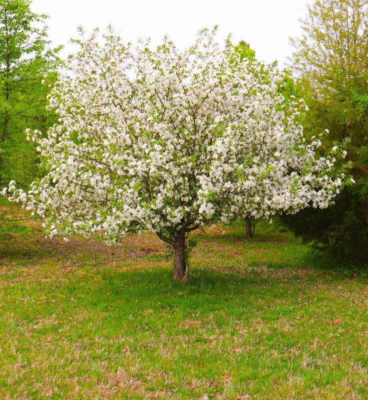 Dogwood Tree Removal in Pottstown, PA