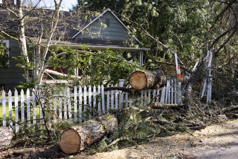 Elm Tree Removal in Montgomery County, PA