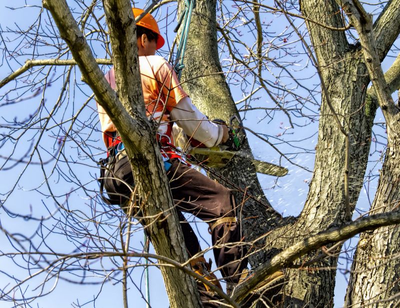 Crew Operating Chainsaw
