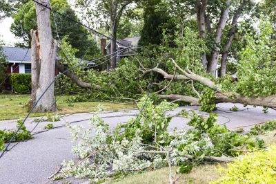 Large Tree Down in Yard