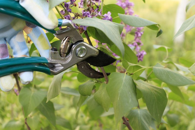 Forsythia Pruning in Aiken, SC