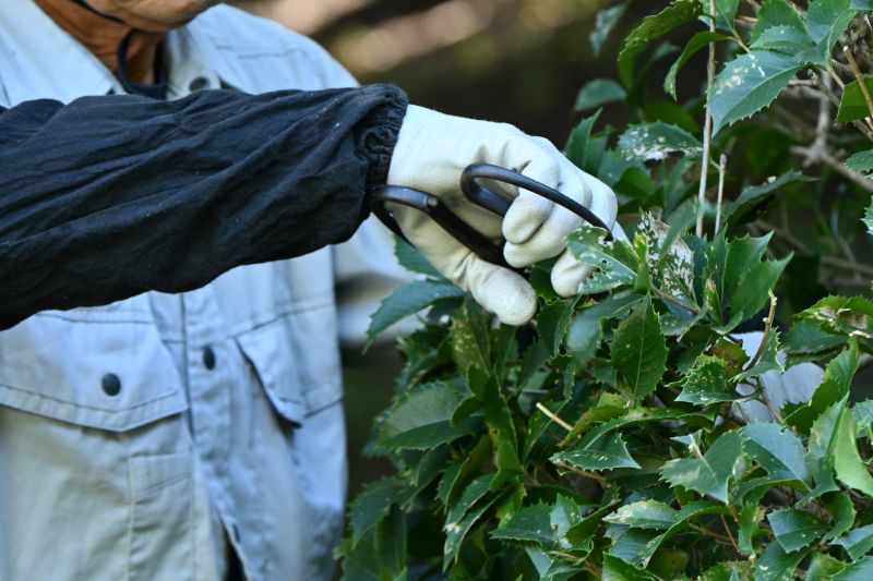 Hedge Pruning in Aiken, SC