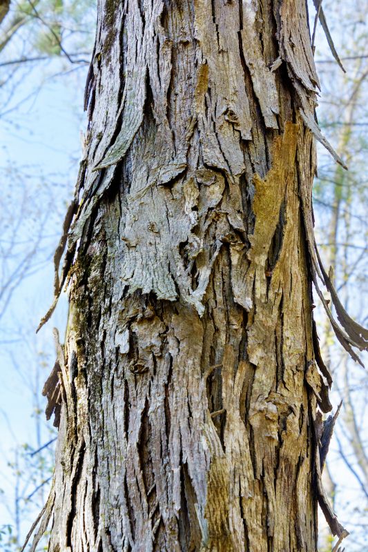 Hickory Tree Removal in San Jose, CA