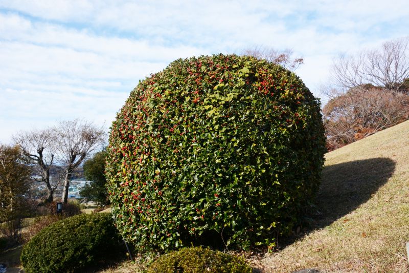 Holly Bushes Trimming in Ventura County, CA