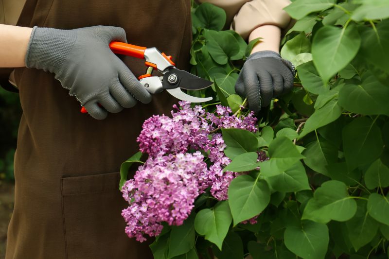 Lilac Trimming Service in Ventura County, CA