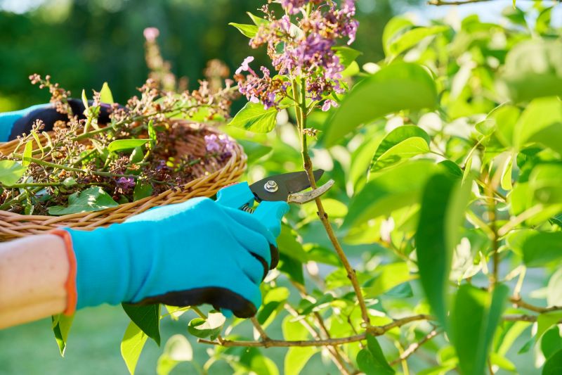 Lilac Trimming Service in Rockwall, TX