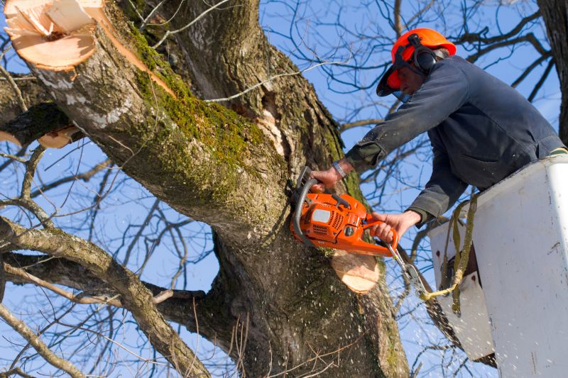 Maple Tree Removal in Allentown, PA
