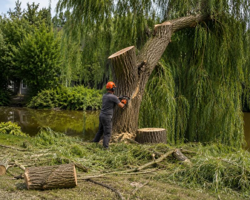 Maple Tree Removal in Allentown, PA