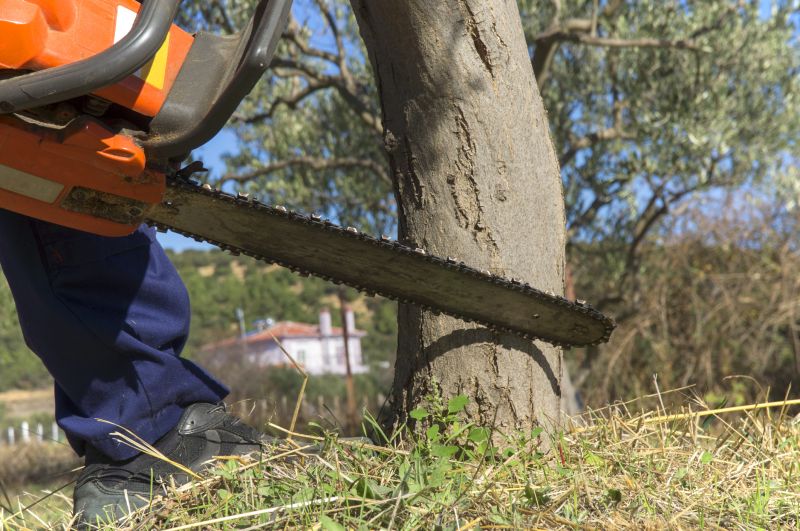 Mimosa Tree Removal in Reno, NV