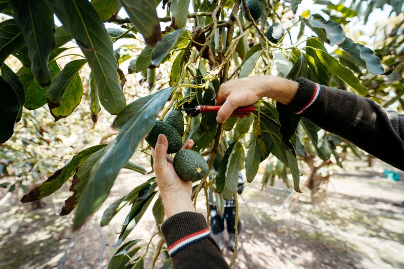 Orange Tree Pruning