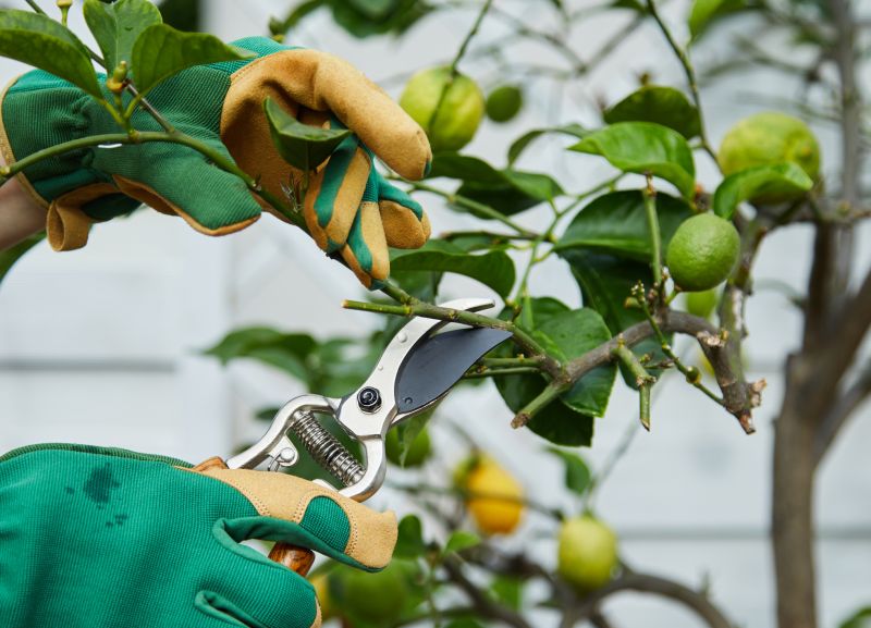 Pruning Tools in Use
