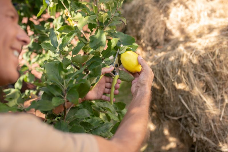 Pruned Orange Tree Branch