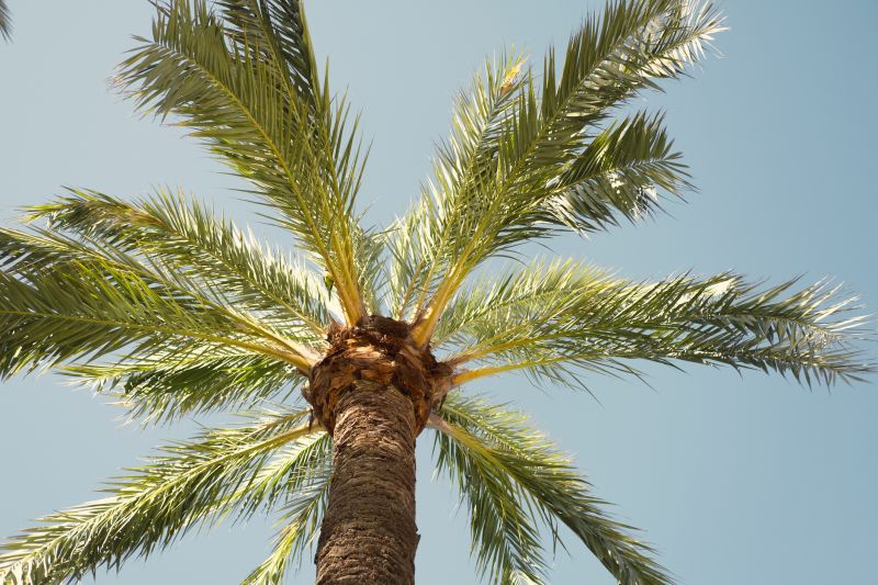 Palm Tree Trimming in Doylestown, PA