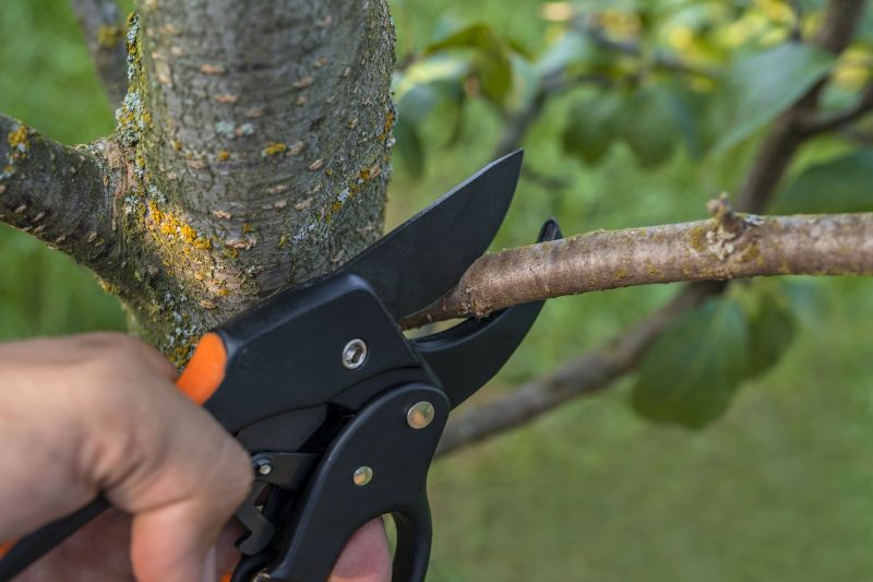 Pear Tree Pruning in Reno, NV