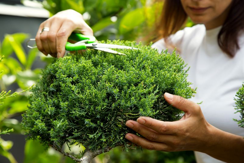 Shrub Pruning in Aiken, SC