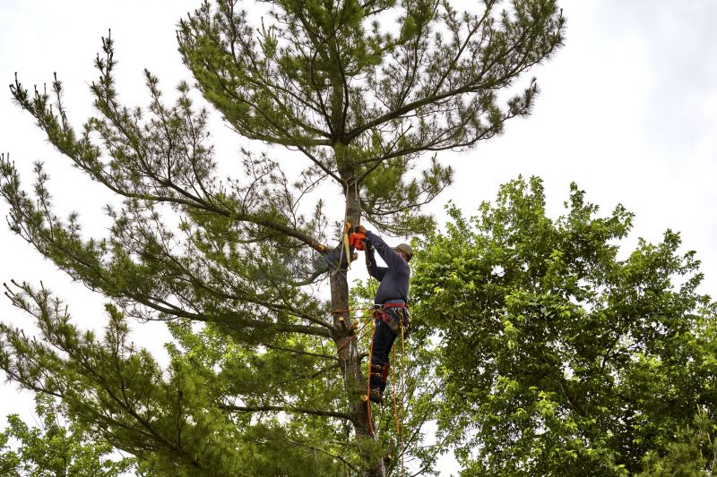 Spruce Tree Removal in Pottstown, PA