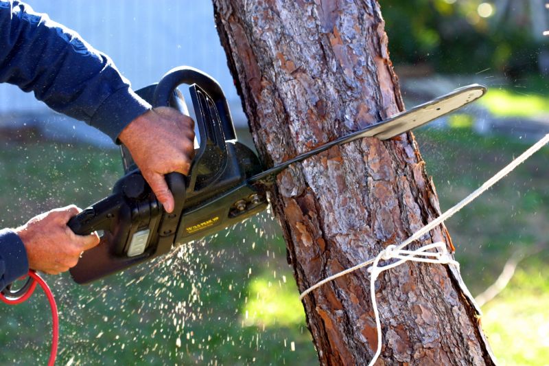 Spruce Tree Removal in Pottstown, PA