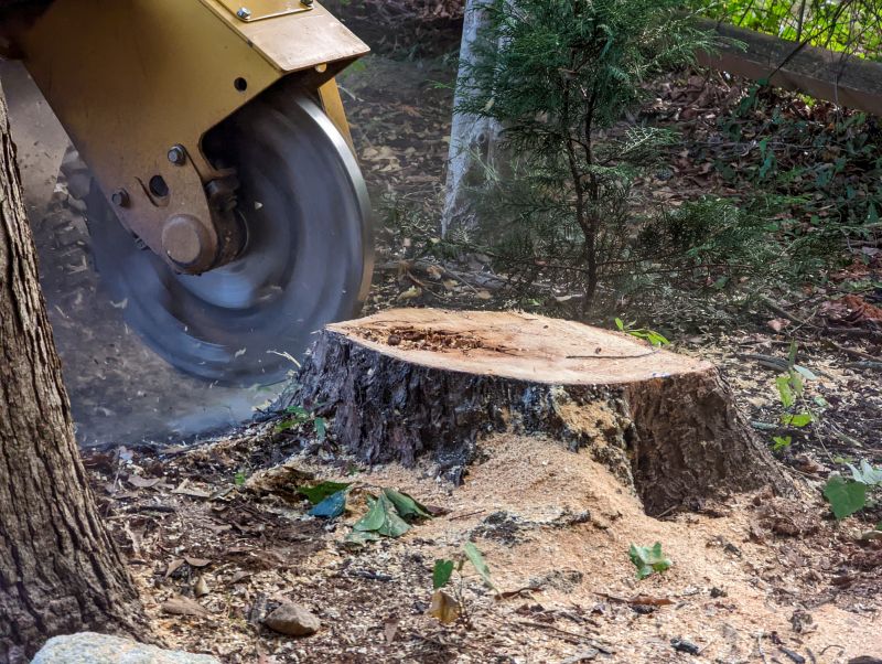 Stump Cutting in Aiken, SC