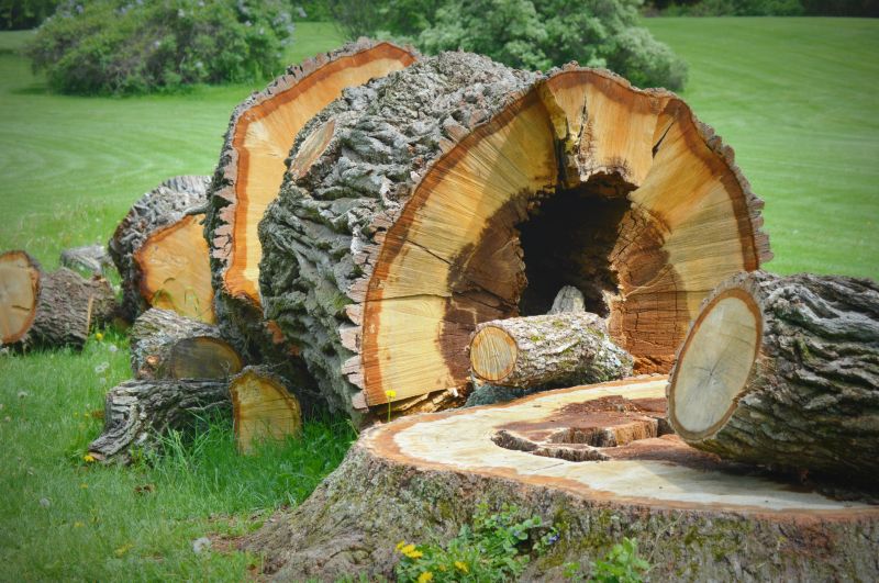 Tree Stump Removal in Aiken, SC