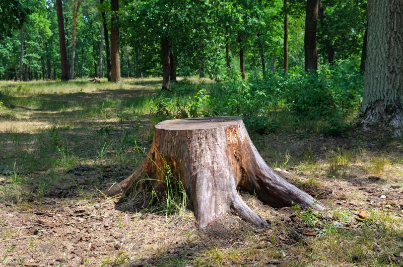 Tree Stump Removal in Calvert County, MD