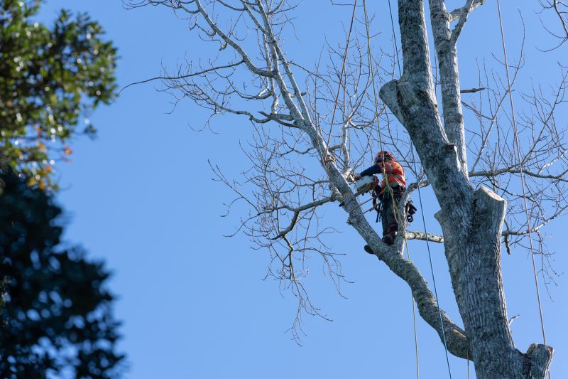 Tree Pruning Crew