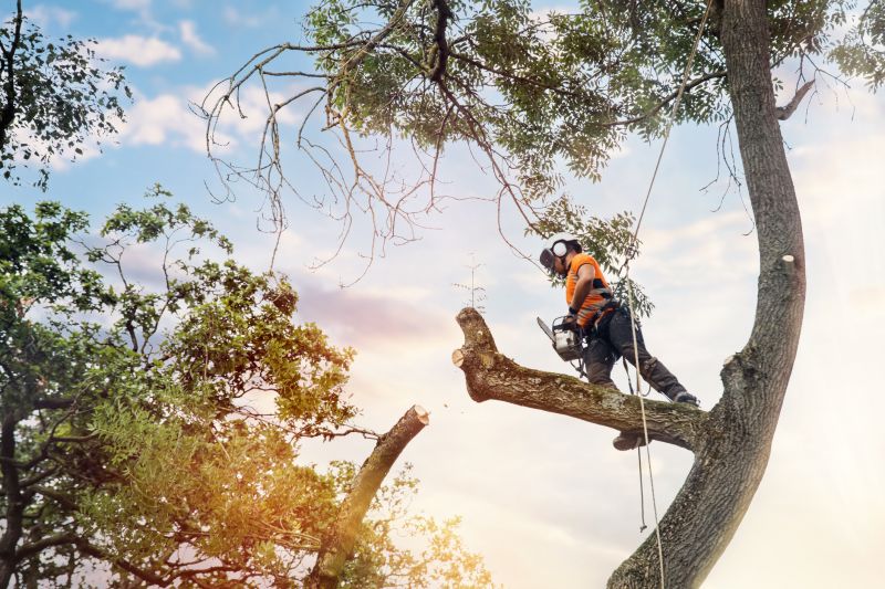 Arborist Performing Tree Pruning