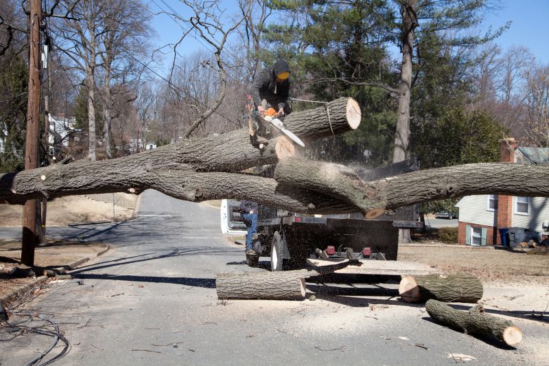 Willow Tree Removal in Pottstown, PA